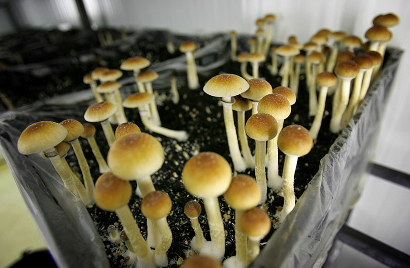 Magic Mushrooms in einem Topf mit Erde