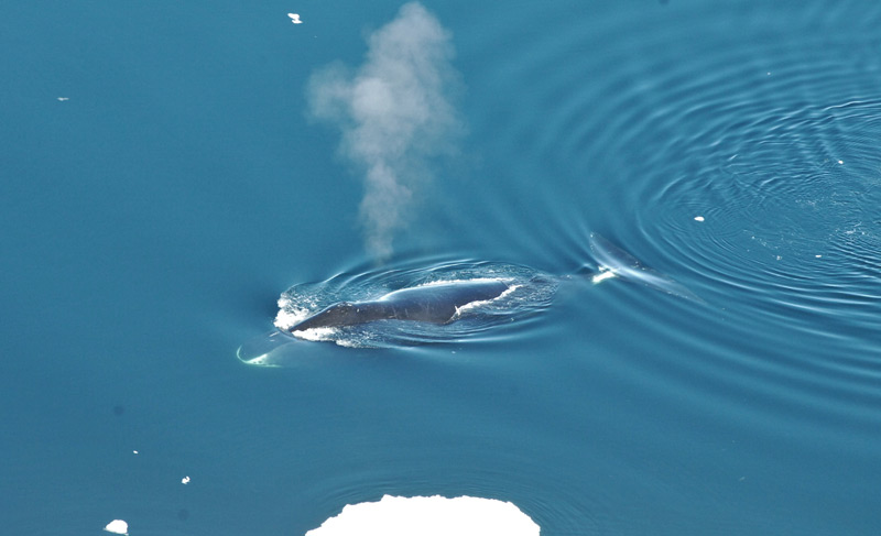 Grönlandwal an der Wasseroberfläche