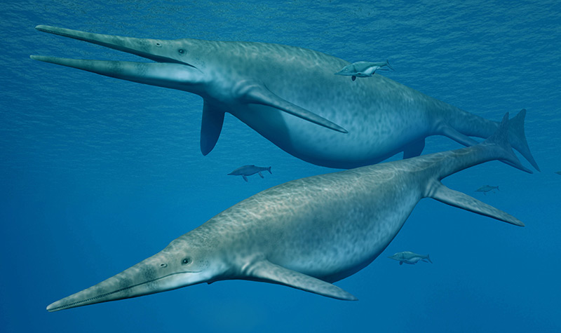 Rekonstruktion des Ichthyosauriers