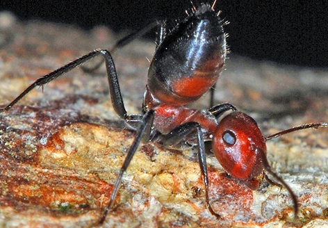 Bizarrer Fund: Explodierende Ameisen  – science.ORF.at