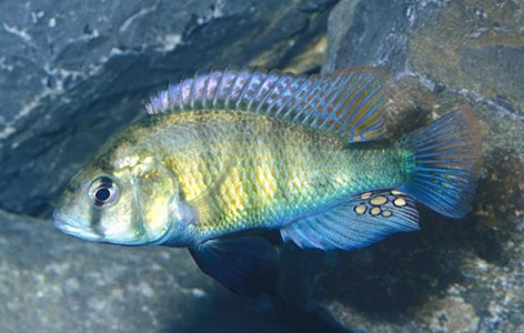 Der Buntbarsch //Haplochromis ishmaeli// gilt als nahezu ausgestorben, er wurde seit 1991 nicht mehr in freier Wildbahn beobachtet
