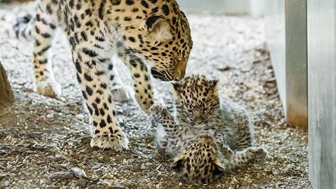 Leoparden Mutter mit zwei Jungtieren