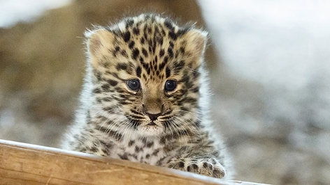 Leoparden Jungtier