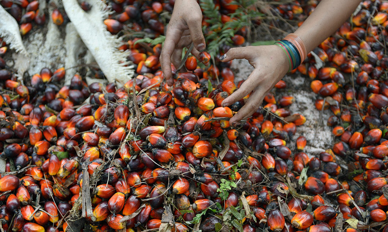 Palmölfrüchte in Indonesien