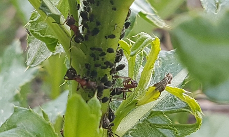 Blattläuse und Ameisen auf einer Pflanze