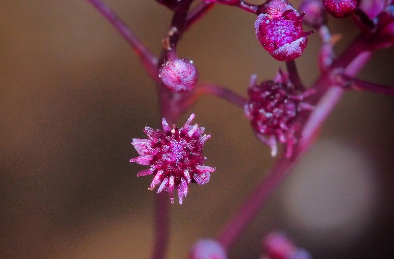 Blume Sciaphila sugimotoi