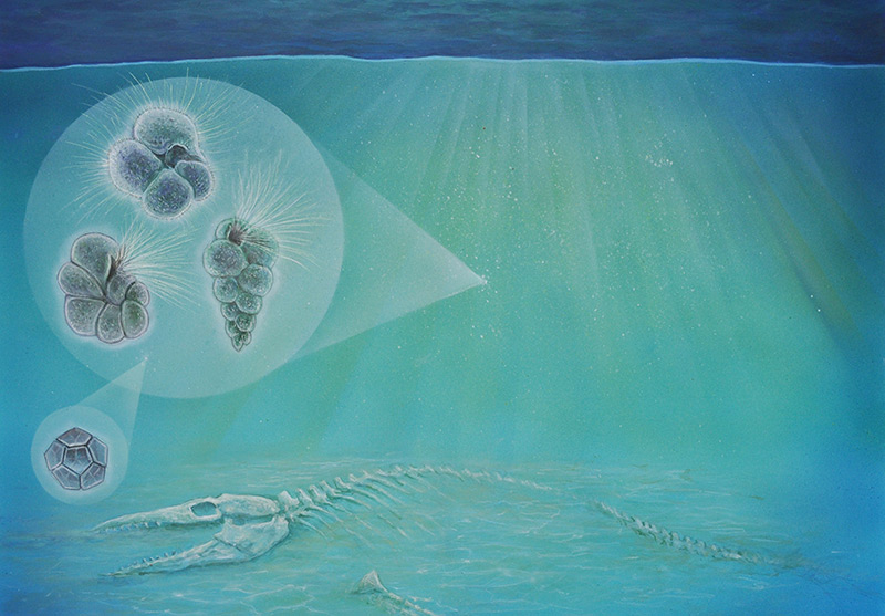 Skelett und Plankton unter Wasser
