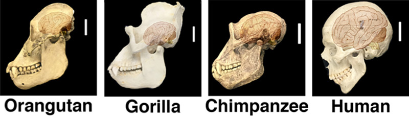 Gehrivolumen: Homo sapiens und Menschenaffen im Vergleich