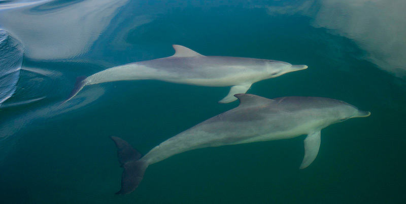 Zwei Delfine schwimmen dicht nebeneinander