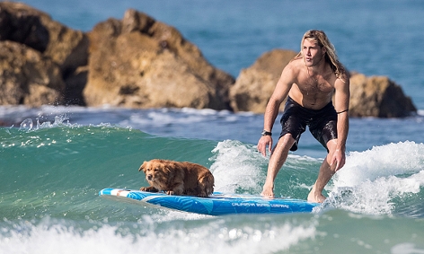 Ein Surfer mit seinem Hund auf einem Surfbrett