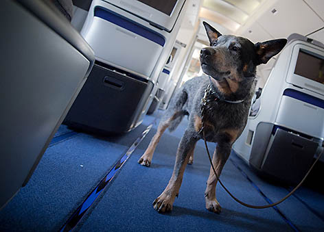 Der Australische Cattle Dog "Jack" schnuppert in Frankfurt am Main (Deutschland) an Bord einer Boeing 747 nach Bettwanzen