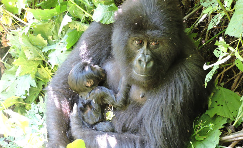 Gorillamutter mit ihrem Kind