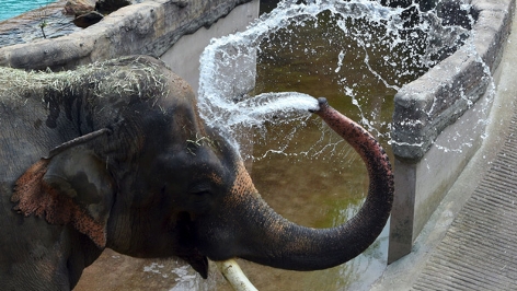 Elefant bespritzt sich mit Wasser