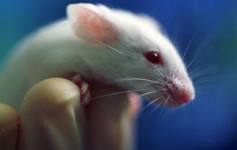   The White Laboratory Mouse 