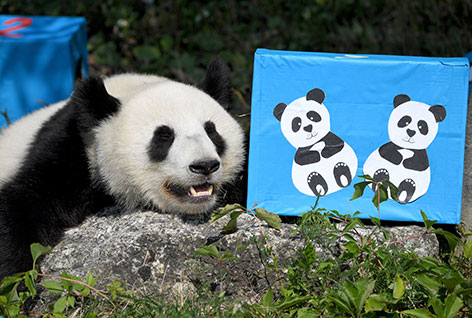 Panda Zwillinge feiern Geburtstag in Schönbrunn