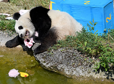 Panda Zwillinge feiern Geburtstag in Schönbrunn