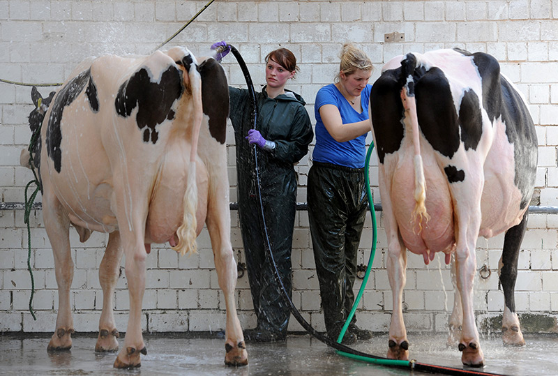 Tierpflegerinnen waschen das Fell von Holsteiner-Kühen