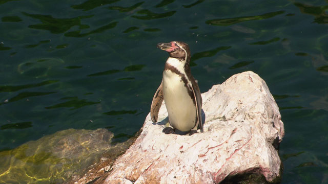 Pinguin im Becken