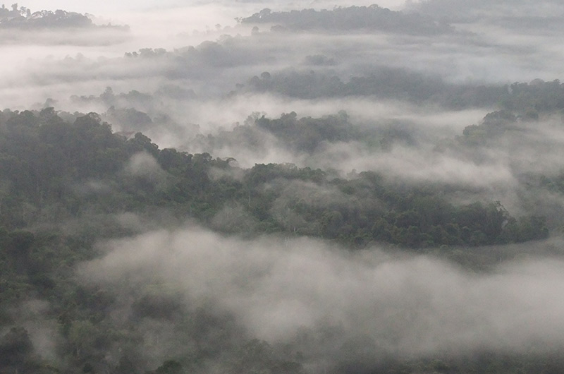 Regenwald in Französisch-Guayana