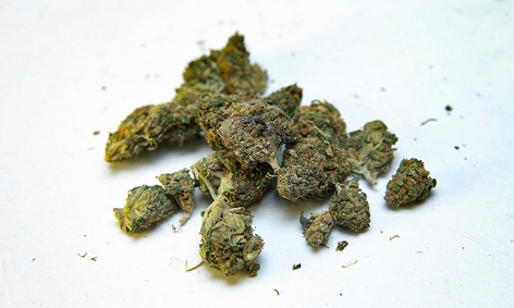 Cannabisblüten auf weißem Hintergrund