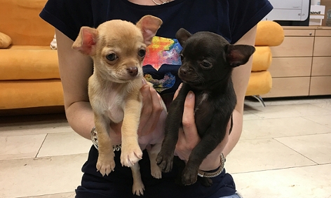 Zwei konfiszierte Chihuahua-Welpen