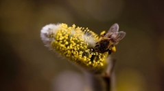 Bild für Frage 7 "Das gesündeste Quiz Österreichs" Bienen und Honig