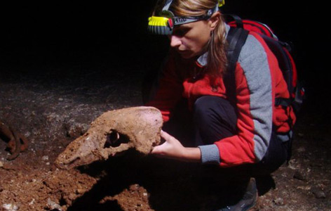 Ein Forscher hält den Schädel eines eiszeitlichen Höhlenbären