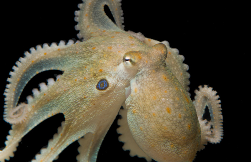 die Oktopusart Octopus bimaculoides