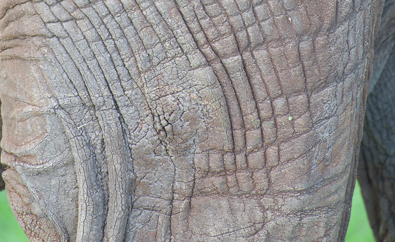 Detail: faltige Elefantenhaut