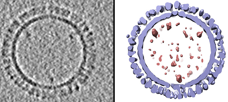 Mikroskopische Aufnahme eines Virus, daneben: Computermodell der Innenstruktur
