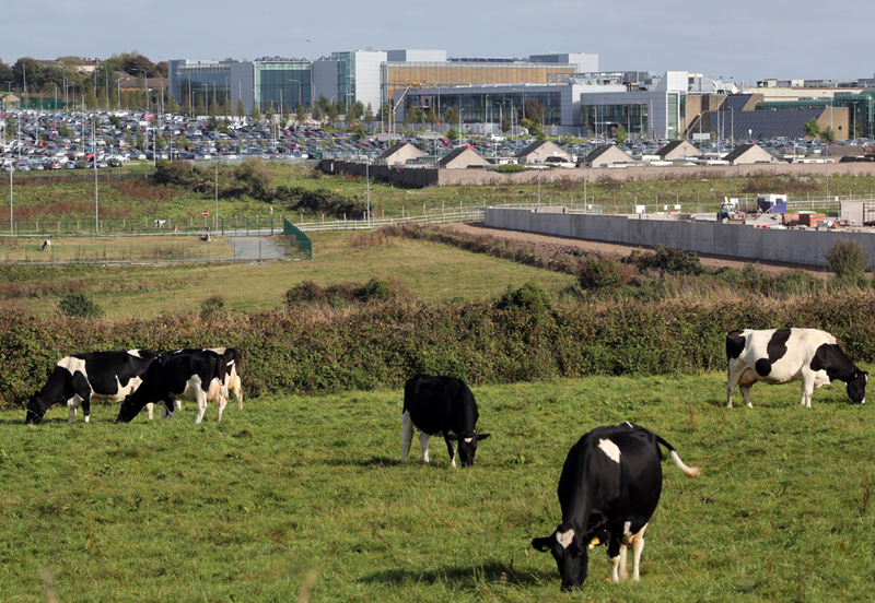 Apple Headquarter in Irland, im Vordergrund Kühe