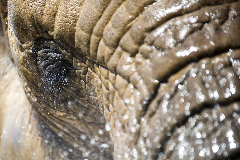 Elefantenweibchen, Großaufnahme des Kopfes
