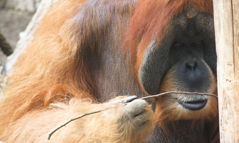 Männlicher Orang-Utan verwendet ein Astwerkzeug