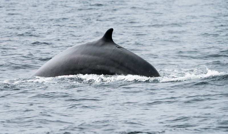 Finnwal im Wasser