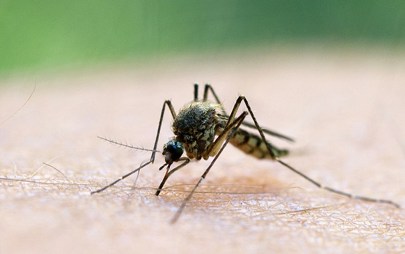 Malaria-Mücke sitzt auf Haut