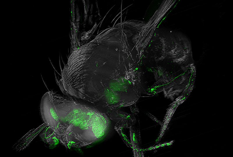 Großaufnahme: transparent Fliege mit fluoreszierenden Neuronen