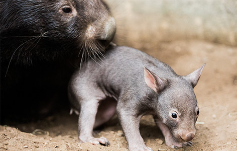 Wombat-Weibchen mit Jungem