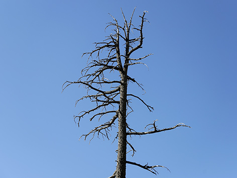 Vertrockneter Baum, Symbolbild Klimakrise