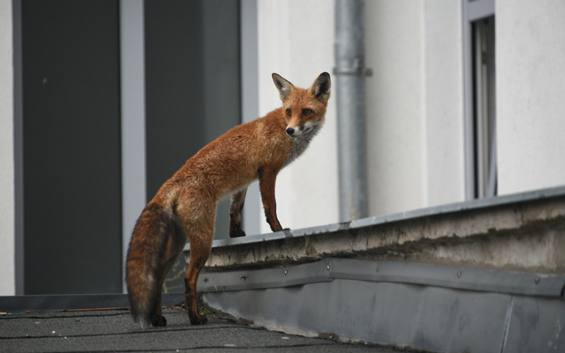 Fuchs in Wien auf einem Vordach