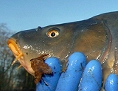 Ein Fischer zeigt einen etwa drei Kilogramm schweren Spiegelkarpfen