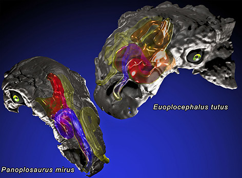 Rekonstruktion von Nasengängen zweier Dinosaurier