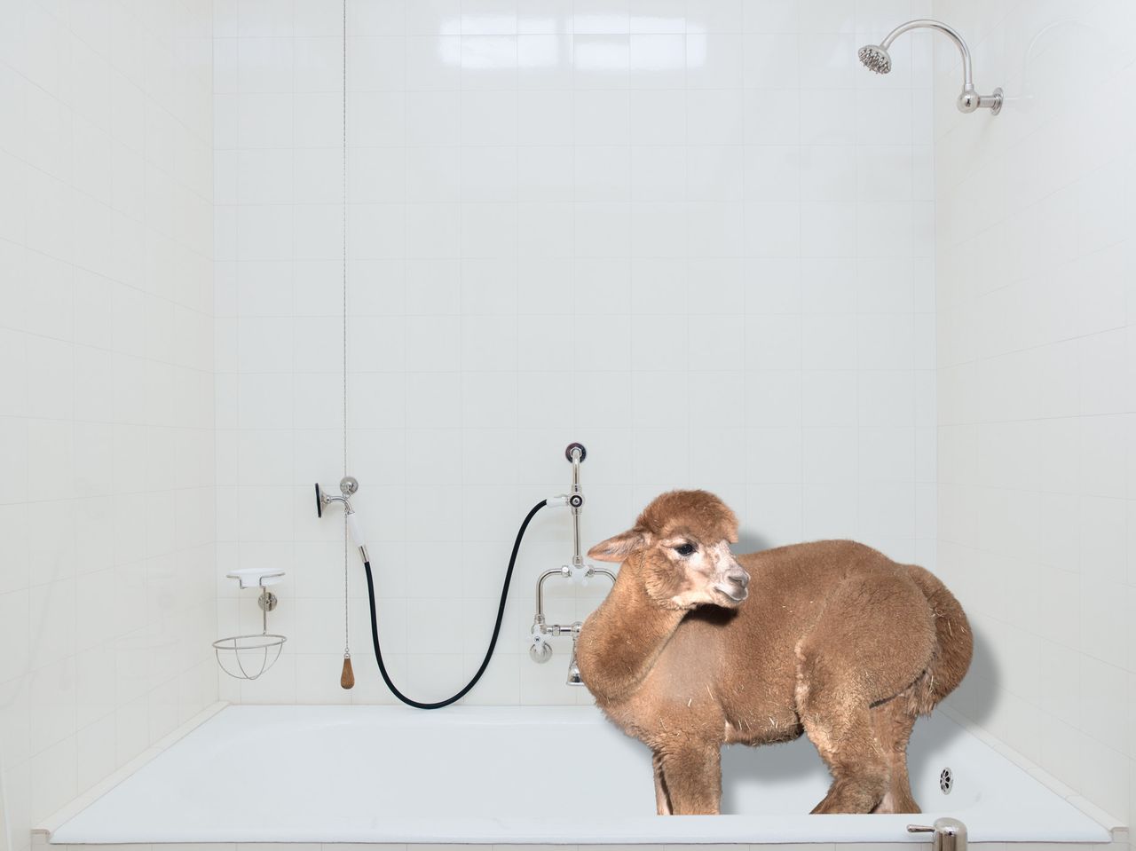 Kalener "Better Living With Alpacas" 2019