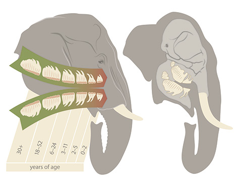 Grafik: Zahnwechsel der Elefanten