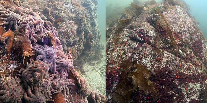 Vorher-Nachher-Bild: Seesterne auf dem Meeresboden sind verschwunden