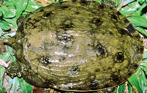 Die Flecken-Weichschildkröte
