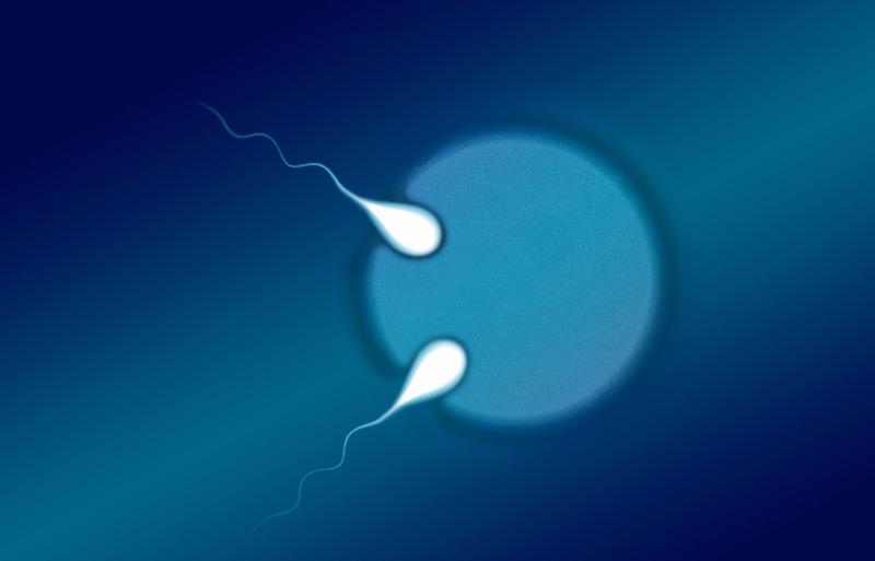 Illustration: Zwei Spermien befruchten eine Eizelle