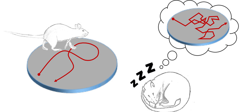 Illustration zu Ratten, die im Schlaf wandern