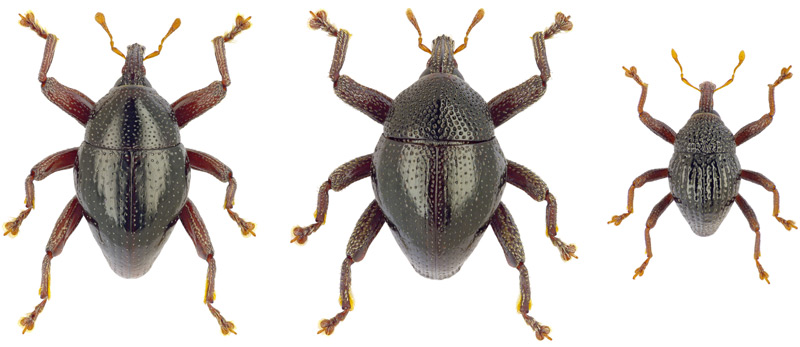 Drei neue Rüsselkäfer Trigonopterus asterix, T. obelix und T. idefix