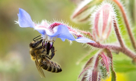 Biene auf Borretsch