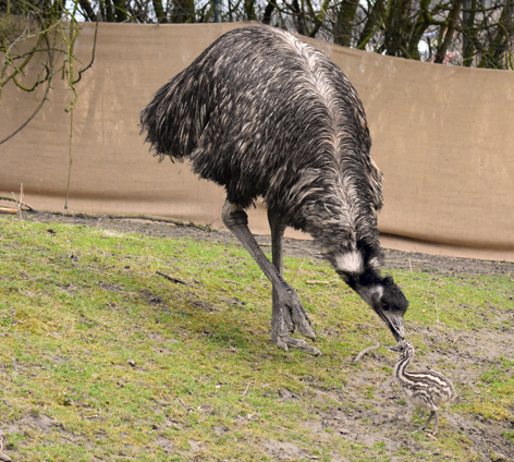 Emu Papa und Emu Papa im Zoo Schmiding